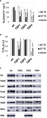 Temperature Sensitive Photosynthesis: Point Mutated CEF-G, PRK, or <mark class="highlighted">PsbO</mark> Act as Temperature-Controlled Switches for Essential Photosynthetic Processes